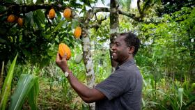 Кот-д`Ивуар отложил экспорт какао на мировой рынок